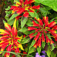 Цветок Амарант трёхцветный Половецкие Пляски (0,1 гр.)