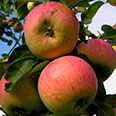 Яблоня Анис полосатый (осенний сорт)