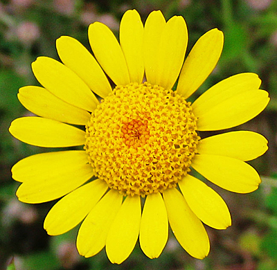 Цветок Антемис Солнечная Поляна (желтый) 0,2 гр.