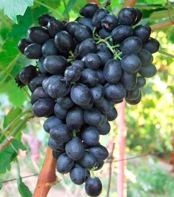Виноград Аттика (очень ранний сорт)