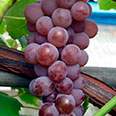 Виноград Канадис (раннесредний сорт)