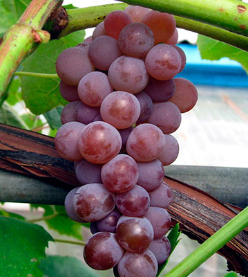 Виноград Канадис (раннесредний сорт)