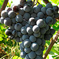 Виноград Цимлянский Черный (среднеспелый сорт)