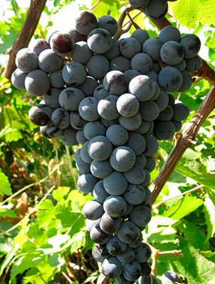 Виноград Цимлянский Черный (среднеспелый сорт)