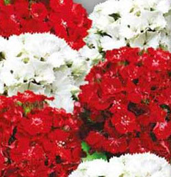 Цветок Гвоздика турецкая Аллегро (0,3 гр.)