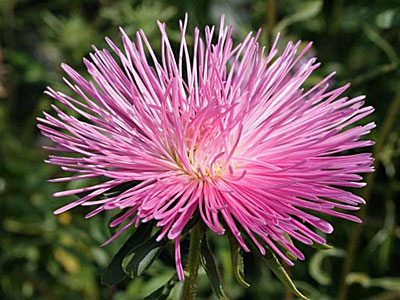 Цветок Астра Краля (игольчатая, розовая) 0,2 гр.