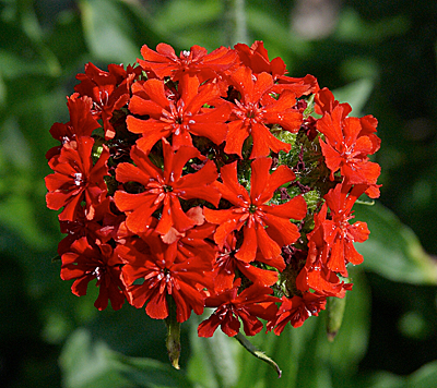 Цветок Лихнис Скарлет халцедонский красный (0,25 гр.)