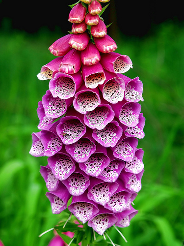 Цветок Наперстянка Муза пурпурная (смесь) 0,2 гр.