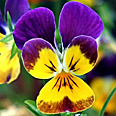 Цветок Фиалка Хелен Маунт рогатая (0,1 гр.)