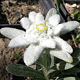 Цветок Эдельвейс Эхо (0,05 гр.)