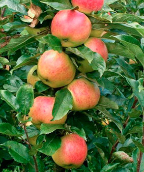 Яблоня колонновидная Валюта (зимний сорт)