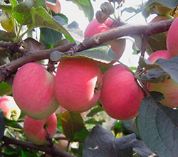 Яблоня карликовая Неженка (летний сорт)