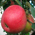Яблоня Пепин шафранный (осенний сорт)