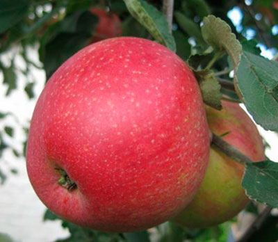 Яблоня Пепин шафранный (осенний сорт)