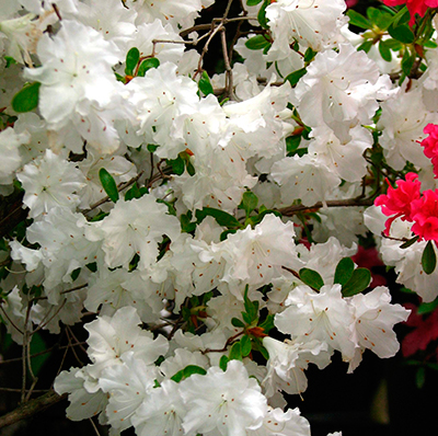 Азалия японская Адонис (цветки белые)