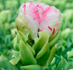 Тюльпан махровый Белла Элла (в упаковке 3 луковицы)