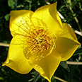 Цветок Бартония Золотая корона (0,2 гр.)