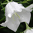 Цветок Колокольчик Реверанс персиколистный (0,05 гр.)