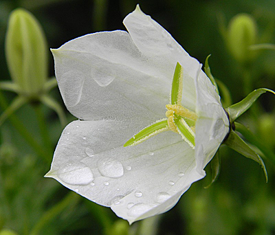 Цветок Колокольчик карпатский Белый (0,1 гр.)