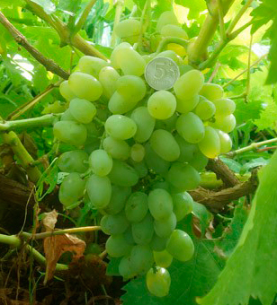 Виноград плодовый Гарольд (H20-40см)