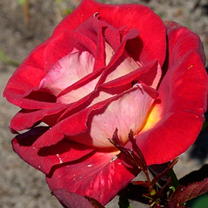 Роза Биколет (чайно-гибридная)