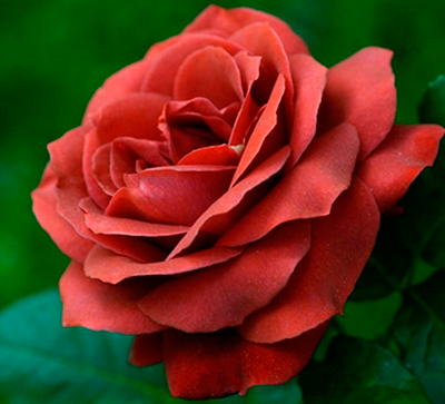 Роза Терракота (мейян, чайно-гибридная)