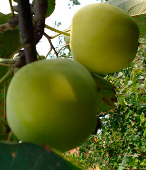 Яблоня Папироянтарное (позднелетний сорт)
