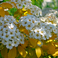 Спирея Вангутта Голд Фонтейн (цветки белые)
