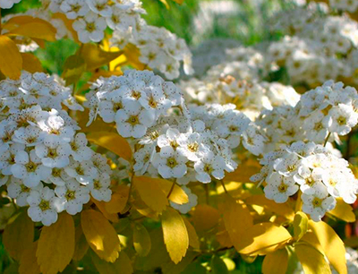 Спирея Вангутта Голд Фонтейн (цветки белые)