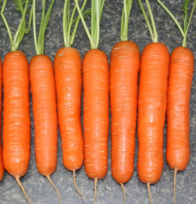 Морковь Нантезе (2 гр.)