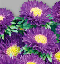 Цветок Астра Баронесса Пурпурная (0,3 гр.)