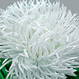 Цветок Астра Белое Безмолвие (0,3 гр.)