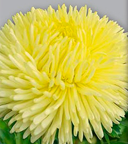 Цветок Астра Гала Жёлтая (0,3 гр.)