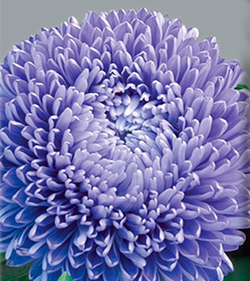 Цветок Астра Голубой Магнит (0,3 гр.)