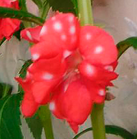 Цветок Бальзамин Том Самб двуцветный (0,1 гр.)