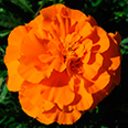 Цветок Бархатцы Мандарин (махровые, отклоненные) 0,4 гр.