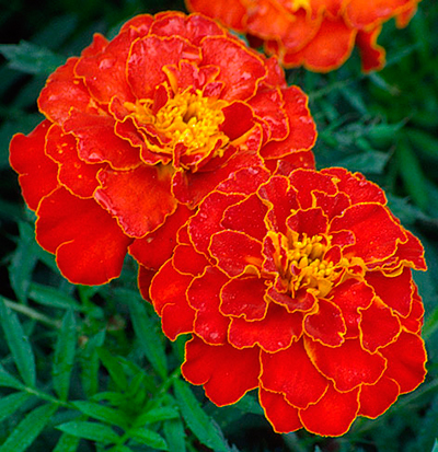 Цветок Бархатцы Ред черри (махровые, отклоненные) 0,3 гр.