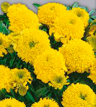 Цветок Бархатцы Купид Голден еллоу (прямостоячие) 0,2 гр.