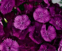 Цветок Гвоздика Турецкая Фиолетовая гора (0,25 гр.)
