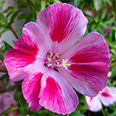 Цветок Годеция крупноцветковая Майден Блаш (0,2 гр.)