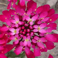 Цветок Иберис зонтичный Вспышка (0,3 гр.)