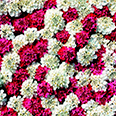 Цветок Иберис зонтичный Гранатовый лёд (0,1 гр.)