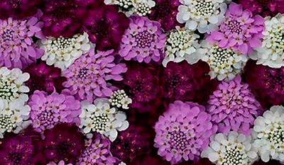 Цветок Иберис зонтичный Ежевичные меренги (0,1 гр.)