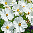 Цветок Космея Сенсация белая (0,3 гр.)