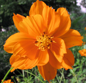 Цветок Космея Солнечная оранжевая (0,2 гр.)