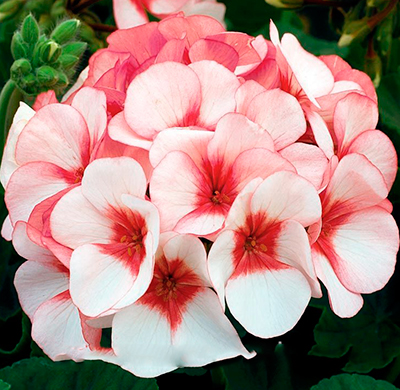 Цветок Пеларгония Маверик Бело-розовая (5 шт.)