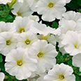 Цветок Петуния ампельная Лавина белая (10 шт.)