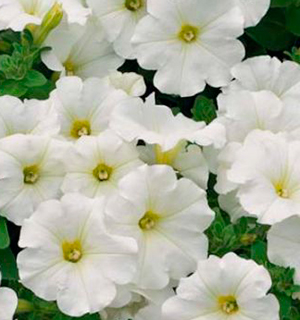Цветок Петуния ампельная Лавина белая (10 шт.)