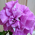 Цветок Петуния махровая Дуо Лавендер (10 шт.)