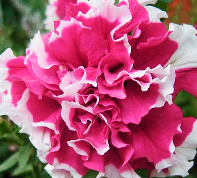 Цветок Петуния Пируэтт Роуз (махровая, крупноцветковая) 10 шт.